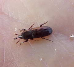 Mesites subcylindricus