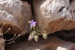Campanula erinus