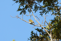 Prodotiscus zambesiae