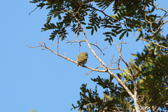 Prodotiscus zambesiae