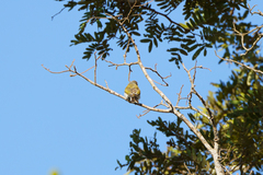 Prodotiscus zambesiae