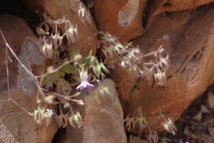 Campanula erinus