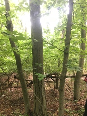 Betula lenta