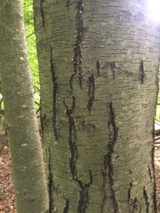 Betula lenta