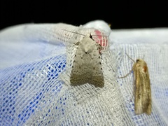Caradrina selini