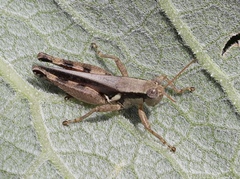 Melanoplus glaucipes