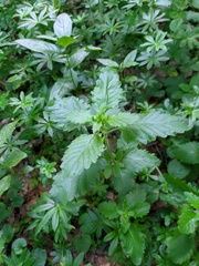 Clinopodium grandiflorum