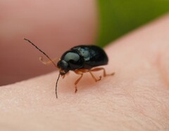 Cryptocephalus nitidus