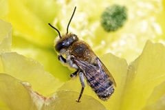 Megachile binominata