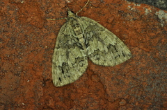 Hydriomena perfracta