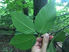 Betula lenta