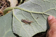 Melanoplus glaucipes