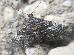 Eupithecia scoriodes