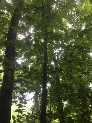 Betula lenta