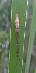 Tetragnatha nigrita