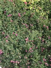 Scutellaria suffrutescens