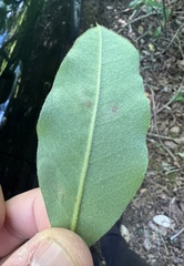 Leucoptera laburnella