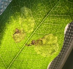 Leucoptera laburnella