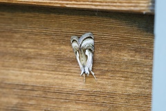 Chrysanympha formosa