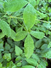 Leucoptera laburnella