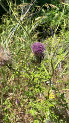 Cirsium engelmannii