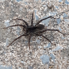 Alopecosa pulverulenta