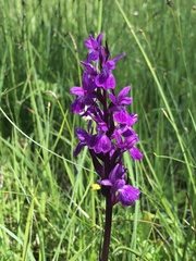 Dactylorhiza traunsteineri