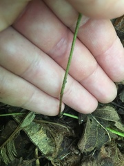 Magnoliopsida