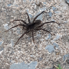 Alopecosa pulverulenta