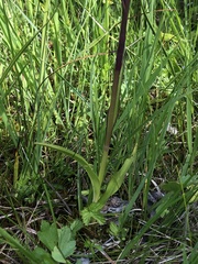 Dactylorhiza traunsteineri