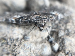 Eupithecia scoriodes