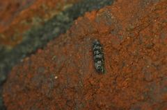 Retinia gemistrigulana
