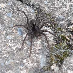 Alopecosa pulverulenta