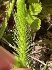 Lycopodiella alopecuroides