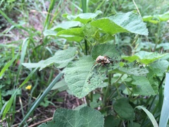 Macrodactylus mexicanus