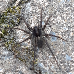 Alopecosa pulverulenta