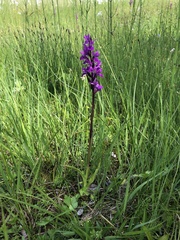 Dactylorhiza traunsteineri
