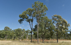 Corymbia confertiflora