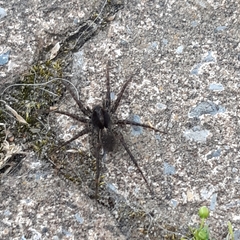 Alopecosa pulverulenta