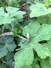 Macrodactylus mexicanus