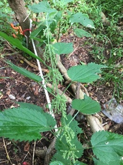 Urtica dioica