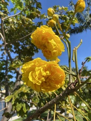 Cochlospermum regium