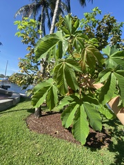 Cochlospermum regium