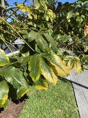 Cochlospermum regium