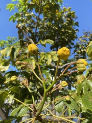 Cochlospermum regium
