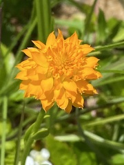 Polygala lutea