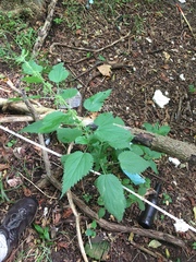 Urtica dioica