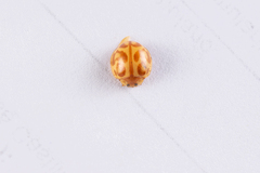 Neocalvia blanchardi