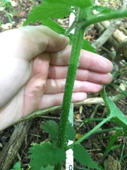 Urtica dioica