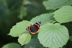 Vanessa atalanta
